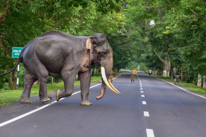  Elephants Disrupt Traffic on National Highway 53