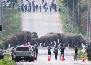 elephant on high way